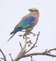 Gabelracke im Krüger Park
