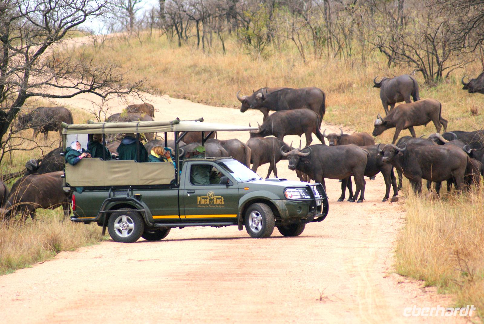 Umrahmt von einer Büffelherde im Krüger Park