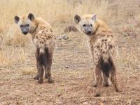 Hyänen im Krüger Park