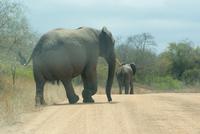 Elefanten passieren unseren Weg im Krüger Park