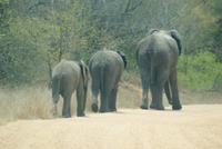 Elefanten passieren unseren Weg im Krüger Park