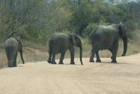 Elefanten passieren unseren Weg im Krüger Park