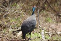 wunderschönes Perlhuhn