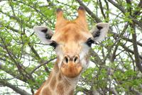 bin ich nicht schön?