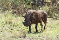 Warzenschwein im Krüger Park