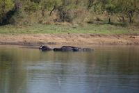 Flusspferde im Krüger Park