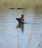 nein-kein Fisch drin