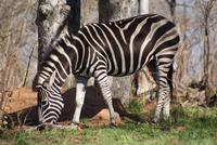 Steppenzebra