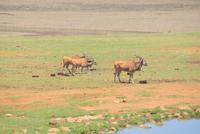 Eland Antilopen in Alzu