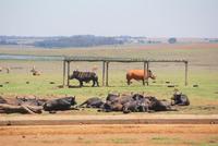Nashörner mit Büffelherde in Alzu