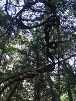 Drakensberge - Rainbow Gorge Trail