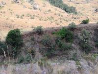 Drakensberge - Doreen Falls Trail