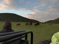 Kariega Wildreservat