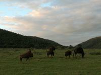 Kariega Wildreservat