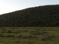 Kariega Wildreservat