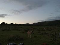 Kariega Wildreservat