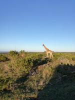 Kariega Wildreservat