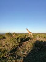 Kariega Wildreservat