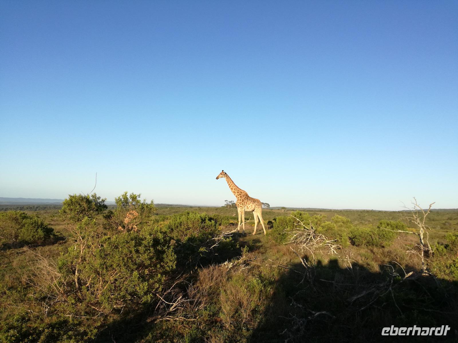 Kariega Wildreservat