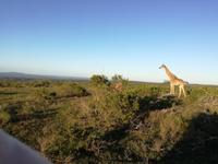 Kariega Wildreservat