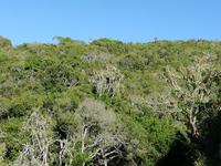 Kariega Wildreservat