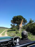 Kariega Wildreservat