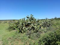 Kariega Wildreservat