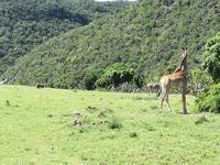 Kariega Wildreservat