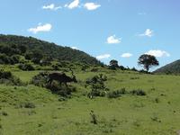 Kariega Wildreservat