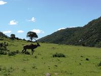 Kariega Wildreservat