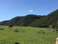 Kariega Wildreservat