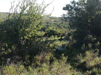 Kariega Wildreservat