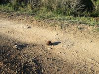 Kariega Wildreservat