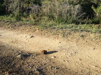 Kariega Wildreservat