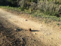 Kariega Wildreservat