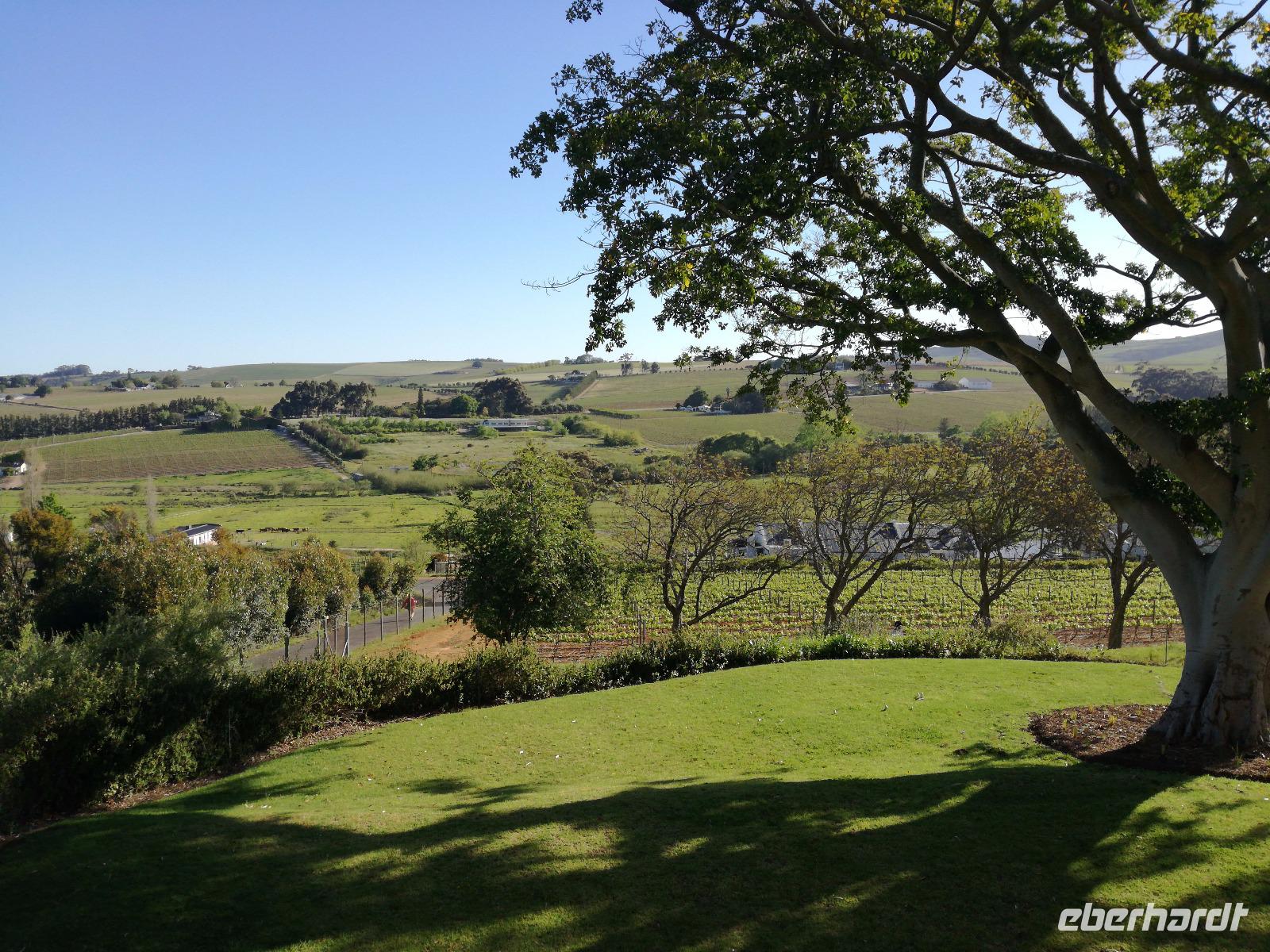  Stellenbosch Weinberge
