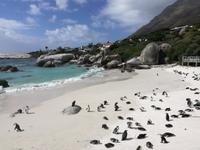 Pinguin Kolonie am Boulders Beach