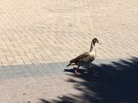 Stadtrundfahrt durch Kapstadt