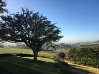 Ausblick vom Devon Valley Hotel in Stellenboschin
