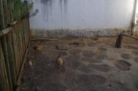 Besuch des Dorfmuseums in Stellenbosch 