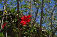 Spaziergang durch Franschhoek