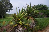 Besuch des Nationalen Botanischen Gartens in Kirstenbosch 
