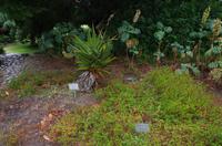 Besuch des Nationalen Botanischen Gartens in Kirstenbosch 