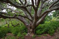 Besuch des Nationalen Botanischen Gartens in Kirstenbosch 