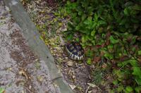 Besuch des Nationalen Botanischen Gartens in Kirstenbosch 