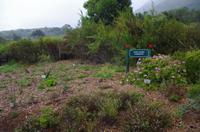 Besuch des Nationalen Botanischen Gartens in Kirstenbosch 