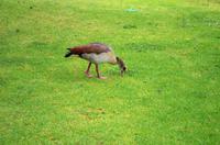 Besuch des Nationalen Botanischen Gartens in Kirstenbosch 