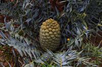 Besuch des Nationalen Botanischen Gartens in Kirstenbosch 