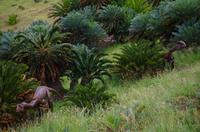 Besuch des Nationalen Botanischen Gartens in Kirstenbosch 