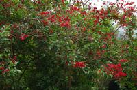 Besuch des Nationalen Botanischen Gartens in Kirstenbosch 